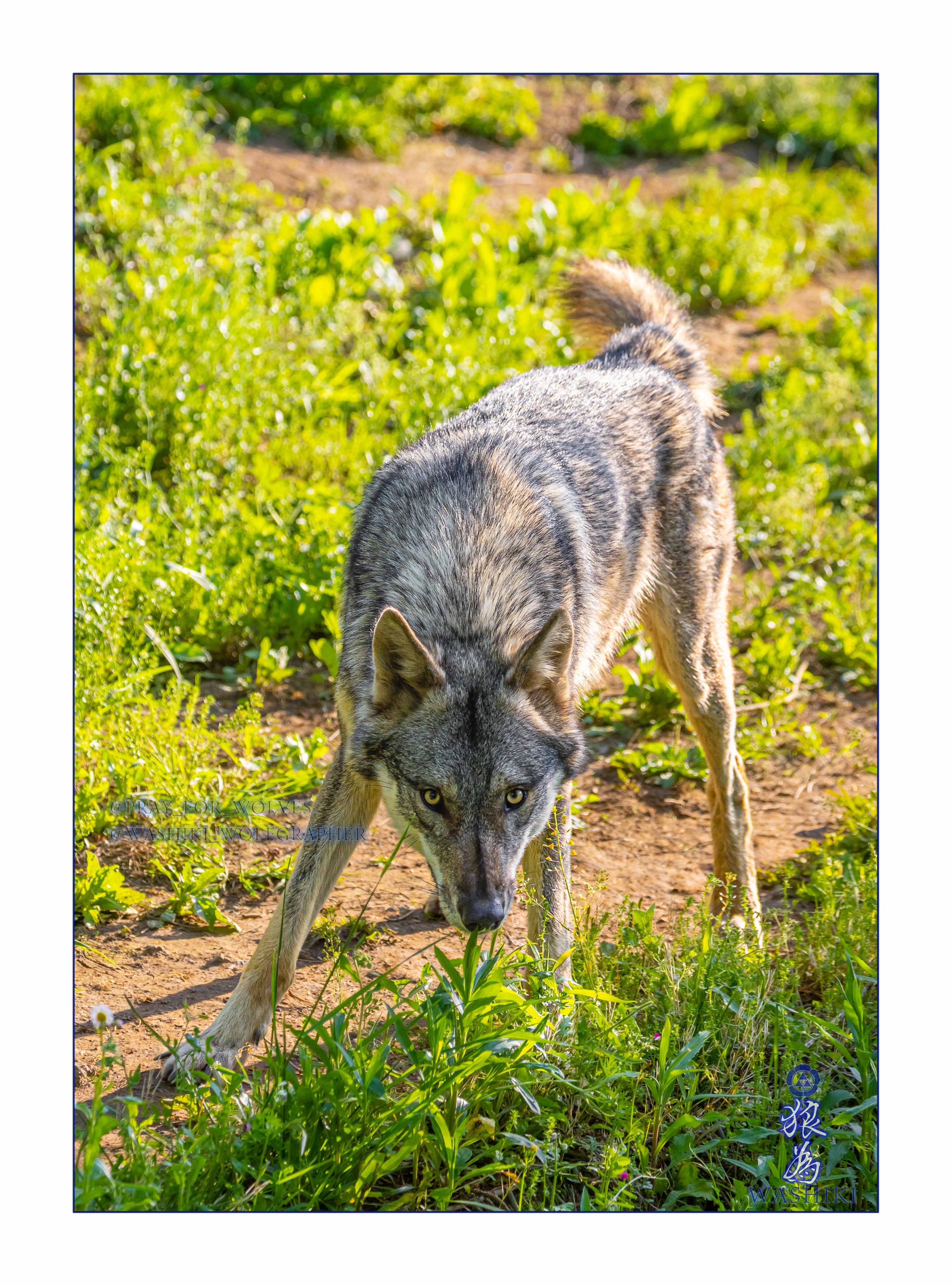 WASHIKI🐺🌊WolfGrapher on X: 
