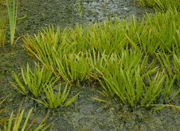 AquariusSystems's tweet photo. The New York State Department of Environmental Conservation warns that water soldier, an invasive species that can harm native plants and wildlife, has been found for the first time within state borders. #WaterSoldier #AIS https://t.co/ePlrNR1bIi https://t.co/Bl8nKbDFFz