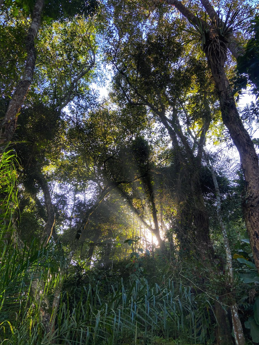 Good morning from my new home 🌳 happy Thick Trunk Tuesday!