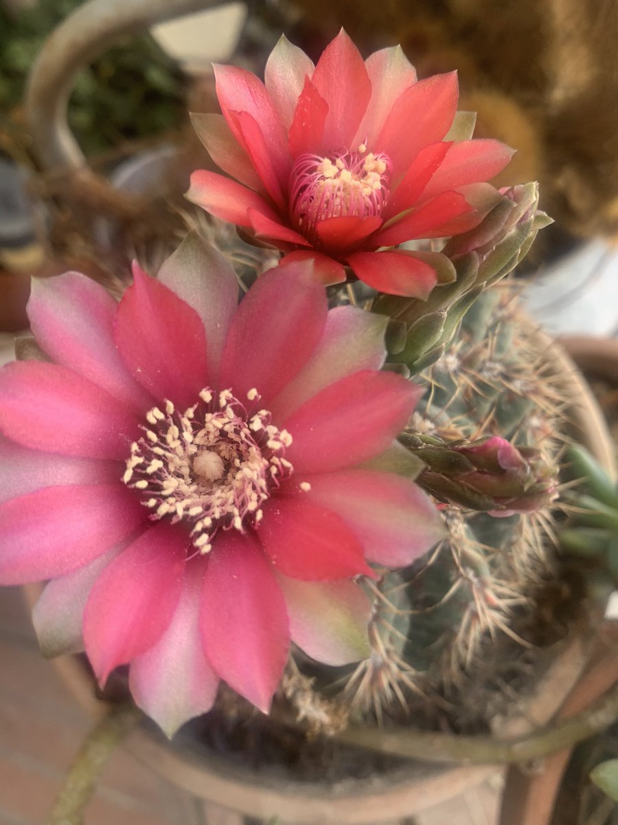 I fiori delle mie piante grasse 🌵🌸🌺