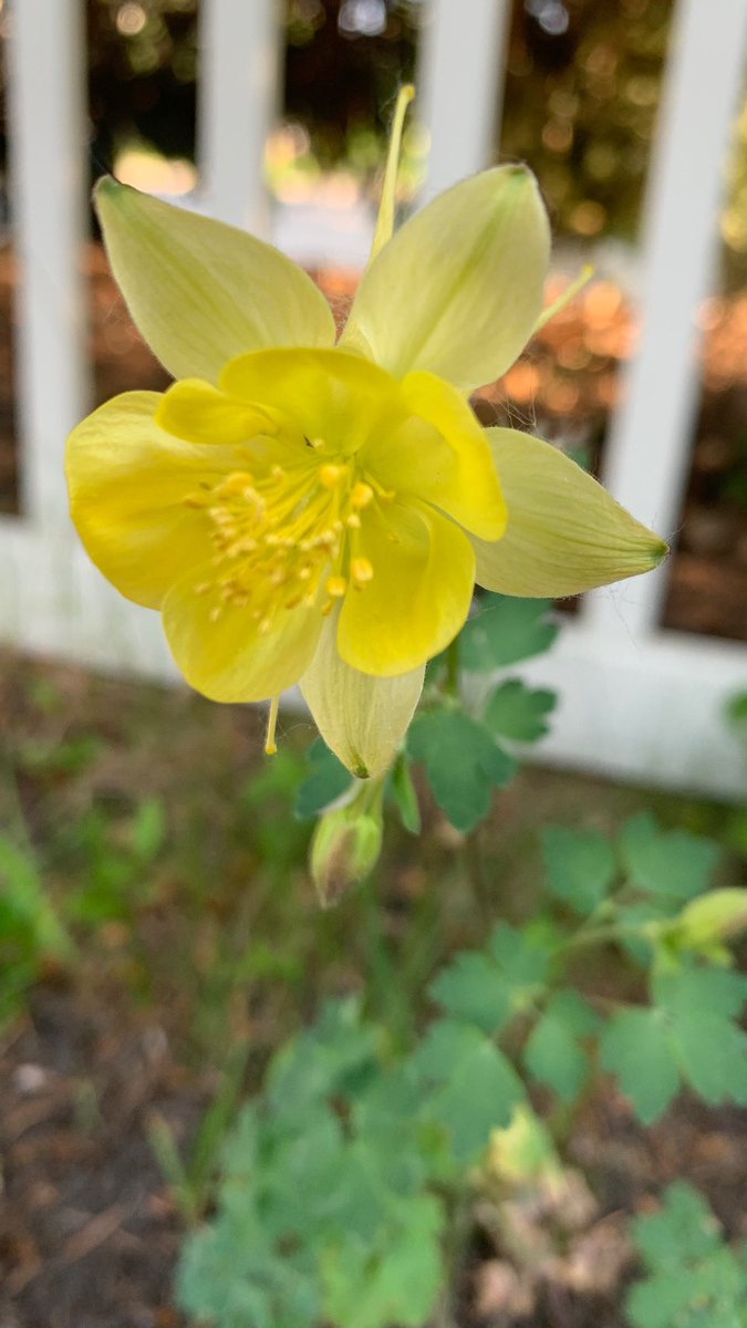 New bloom in my garden c/o the Bridgeland plant exchange jn May.
