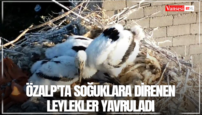 Özalp'ta soğuklara direnen leylekler yavruladı
vansesigazetesi.com/ozalp-ta-soguk…
