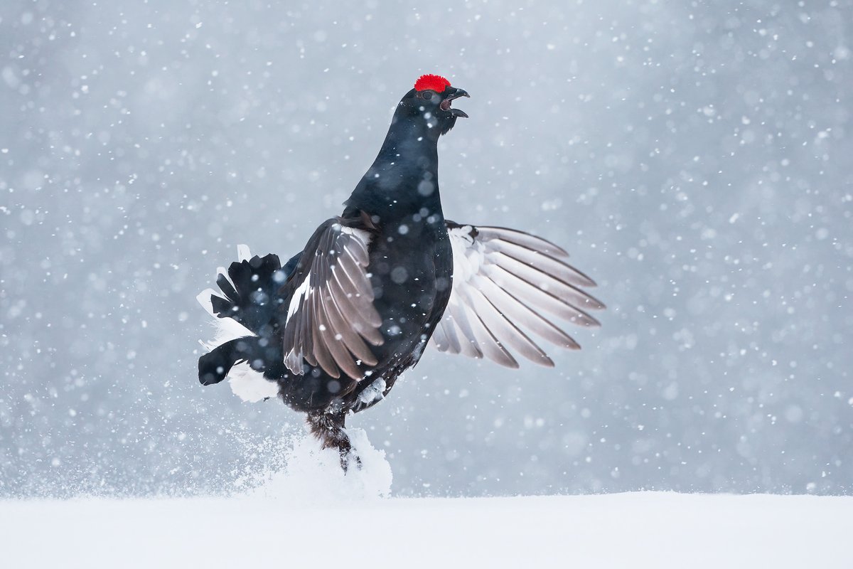 My first BLOG for years on our new website and fittingly it's about one of my favourite birds, the awesome #blackgrouse so check it out here - andyrouse.co.uk/blog