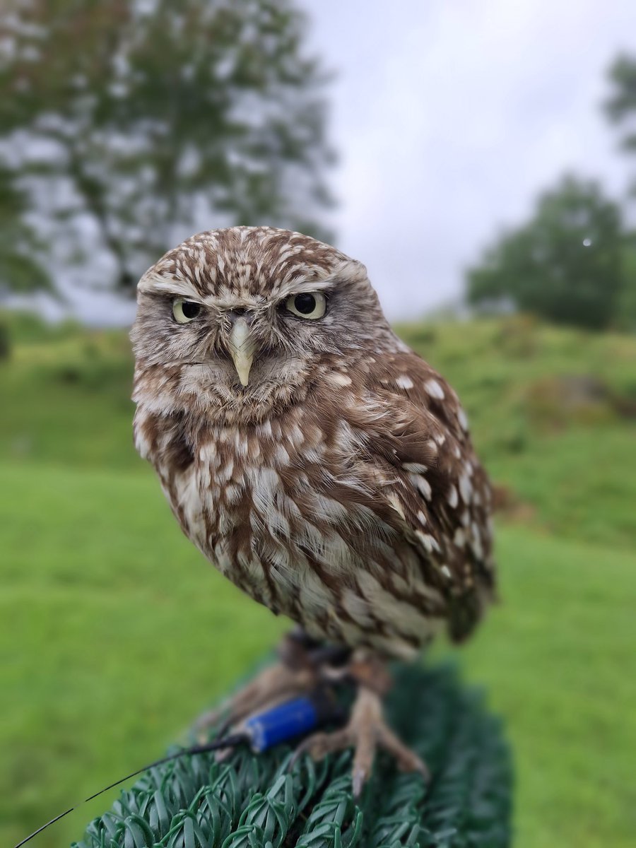 Grumpy is the standard look for Zip.