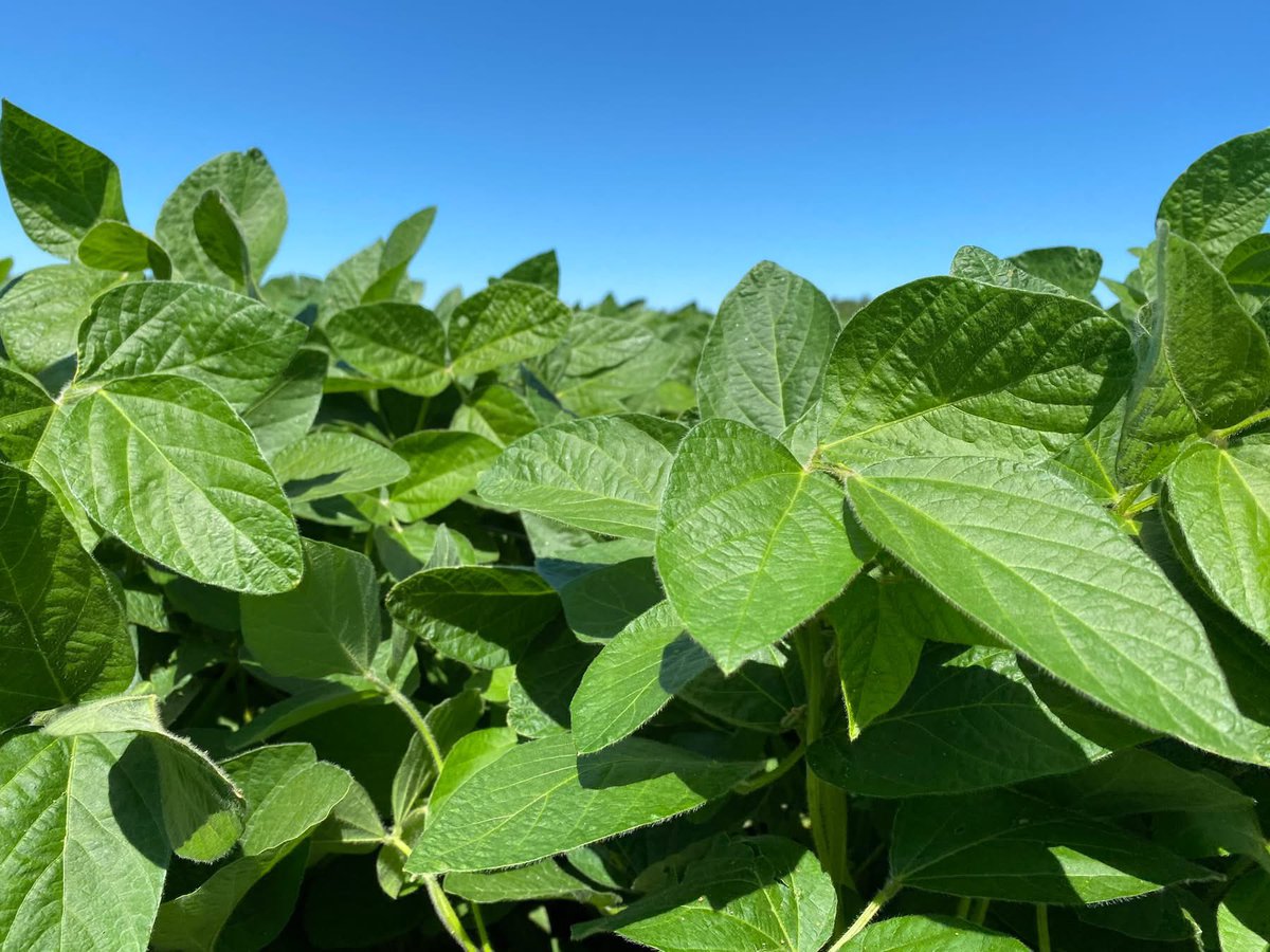 CallumMorrisons's tweet image. 2 Great FREE @MBGovAg Scouting Events THIS WEEK!
Canola Early Scouting
🗓️ June 19 | ⏰ 8:30am–12pm
📍 Near Holland (Text 204-750-2840)
Soybean Crop Scouting
🗓️ June 20 | ⏰ 10am–12pm
📍 North of Beausejour (SW 6-14-8E)
#MBAg #CdnAg #WestCdnAg #AgTwitter