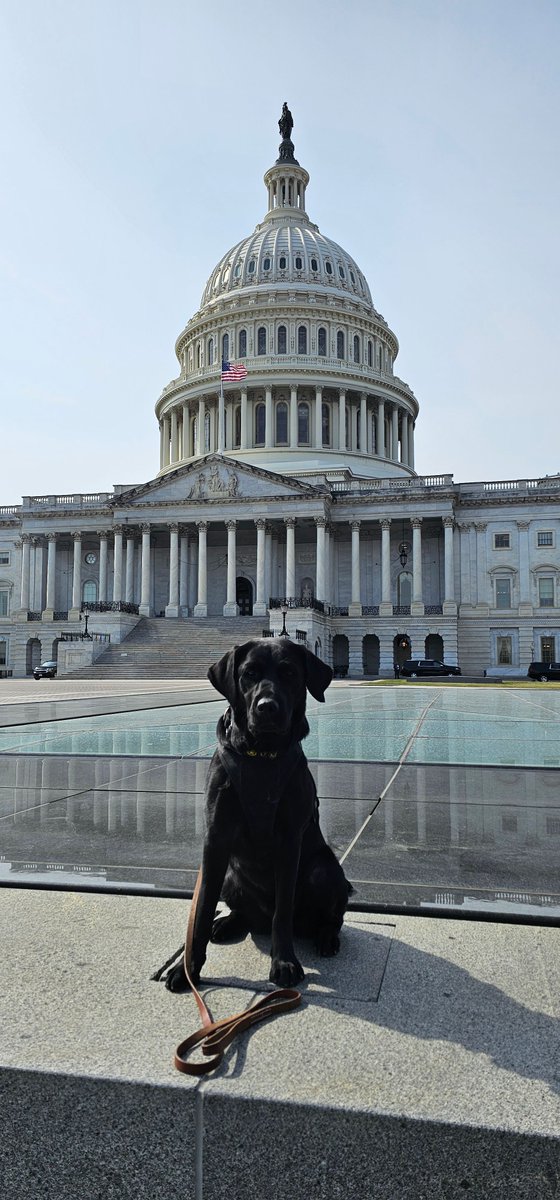 Meet Poppy! One of many dedicated USMS K9s. Smart, independent, and remarkably strong, she takes her work seriously while embracing her playful side off duty. Raised in the Puppies Behind Bars program and trained by ATF, Poppy is driven, determined, and just a little sassy.