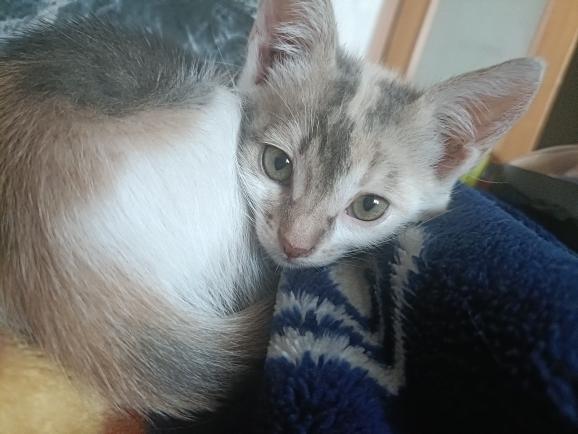 Друзі, шукаємо цим двом ізюмським дівчаткам порядну родину, яка буде піклуватись і любити. Можливо, саме ви давно чекали на знак долі, то ось він!