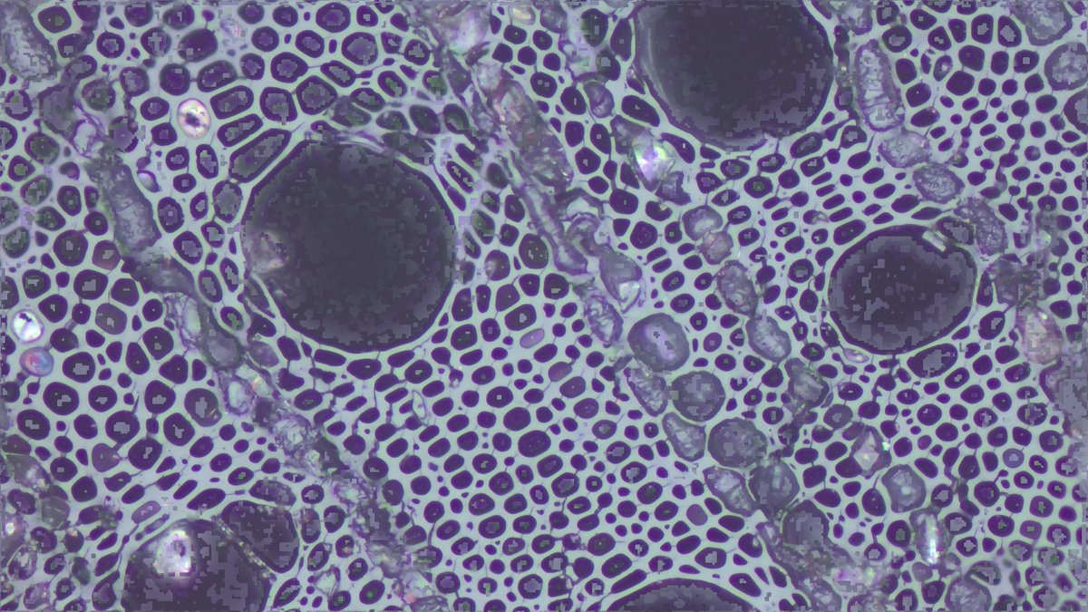 As part of a pilot study for her PhD, Asi Ntsondwa - PhD student at <a href="/AfricanPaleosc1/">African Paleosciences Laboratory@NYU</a>  and former <a href="/MandelaUni/">Mandela University</a>  Palaeo Lab student - is building the first charcoal reference collection for Boomplaas Cave, focusing on Olea, Searsia, and Vachellia.
#Anthracology #BoomplaasCave #PhD