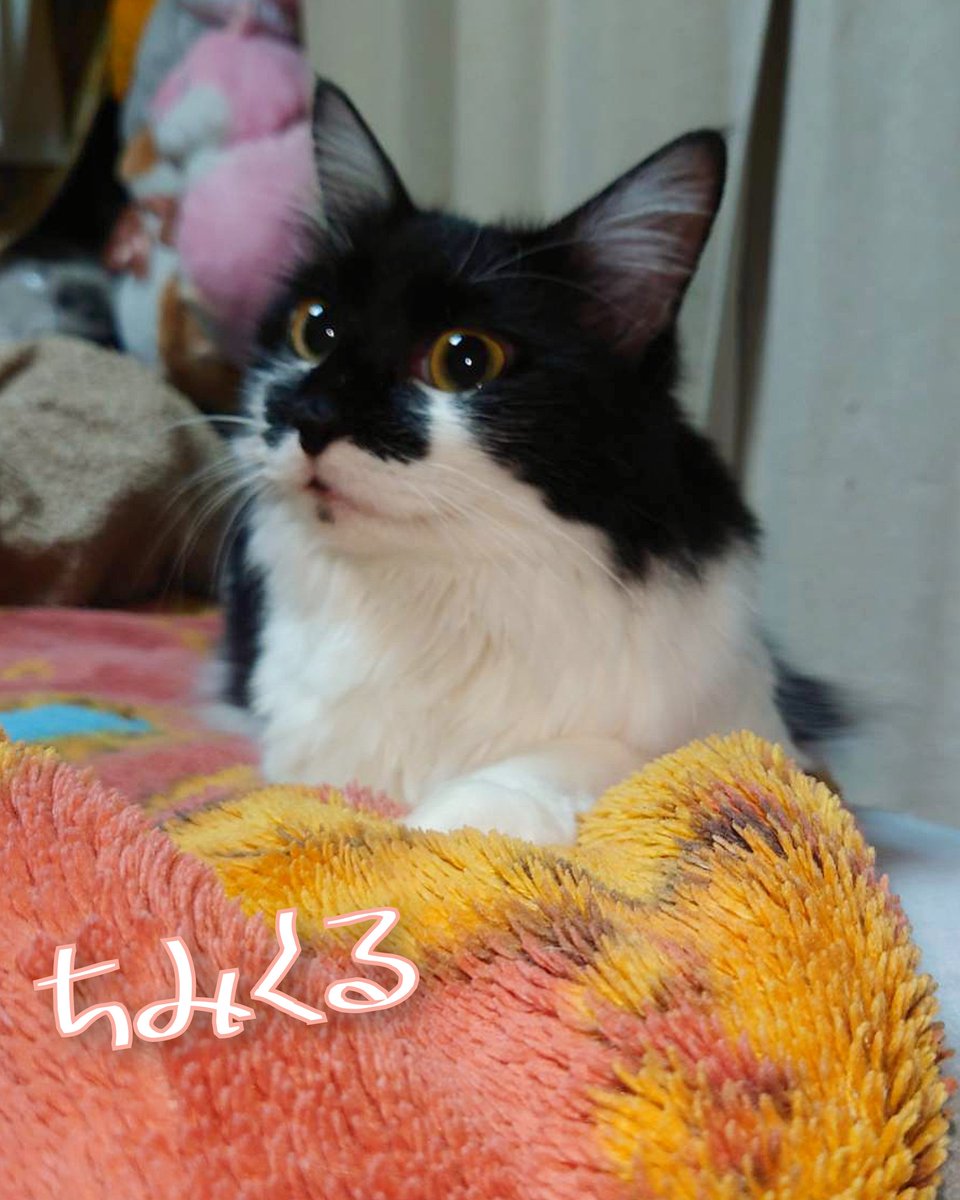 【ひょっこりったん🦨🖤🤍】
わくわく　なんにゃ
わくわく　わくわく　なんだろにゃ
わくわく　わくわく　楽しいにゃ🖤

わくわく　わくわく　わくわく
もう　りっちゃん　
わくわくがとまらないにゃ🤍🩷🦨🐾🐾
#mnc_cats