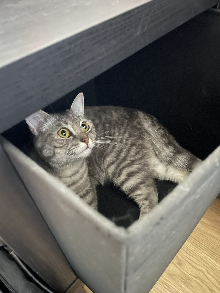 Cat in Ze box ! 😍😍 #Kyrielle