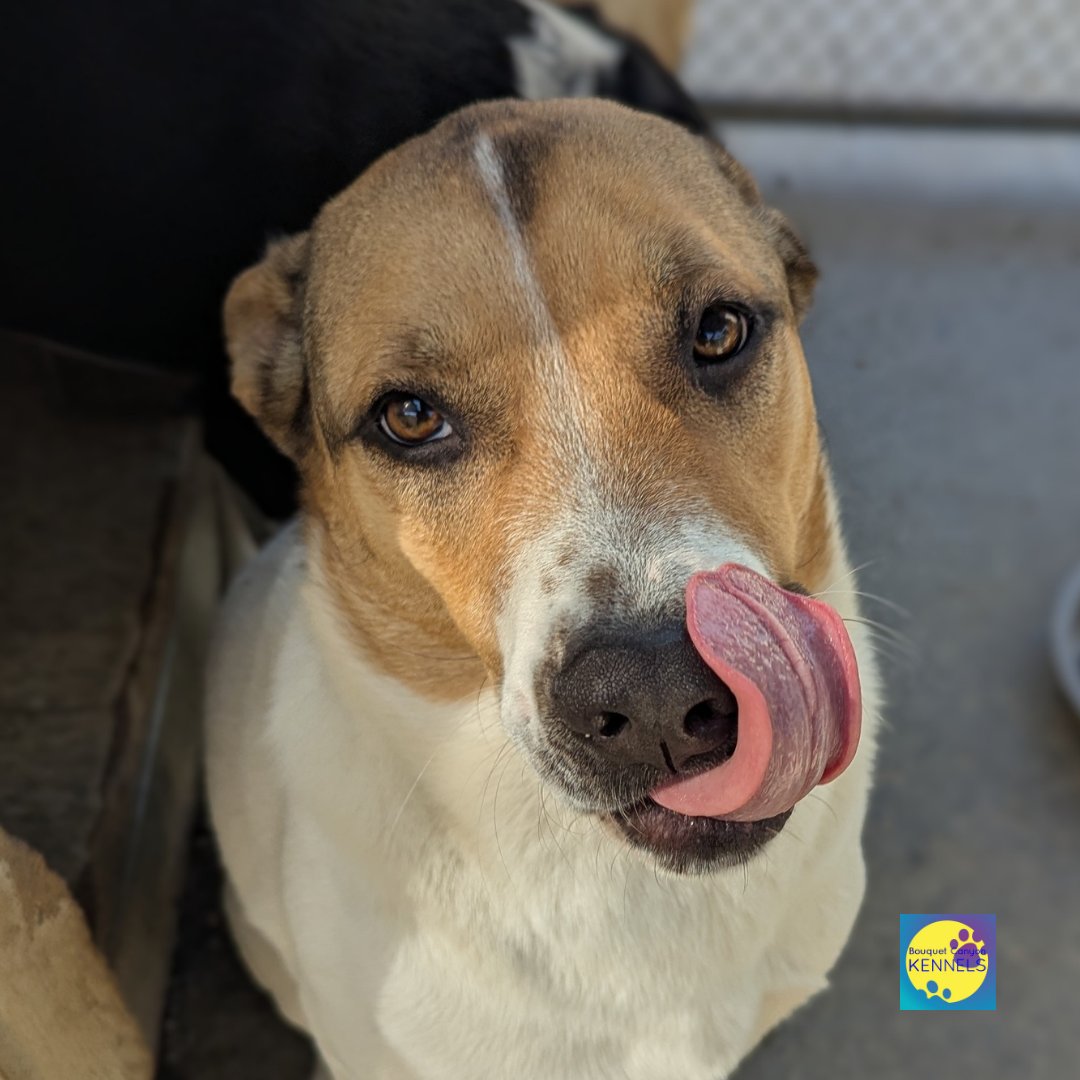 SCVBCKennels's tweet photo. POV: You’re trying to act casual when someone walks by with snacks. Stay cool. Don’t drool.
#TuesdayFeels #TonguesOutTuesday #SnackFace #Bouquetcanyonkennels https://t.co/uiNaUSXTXm