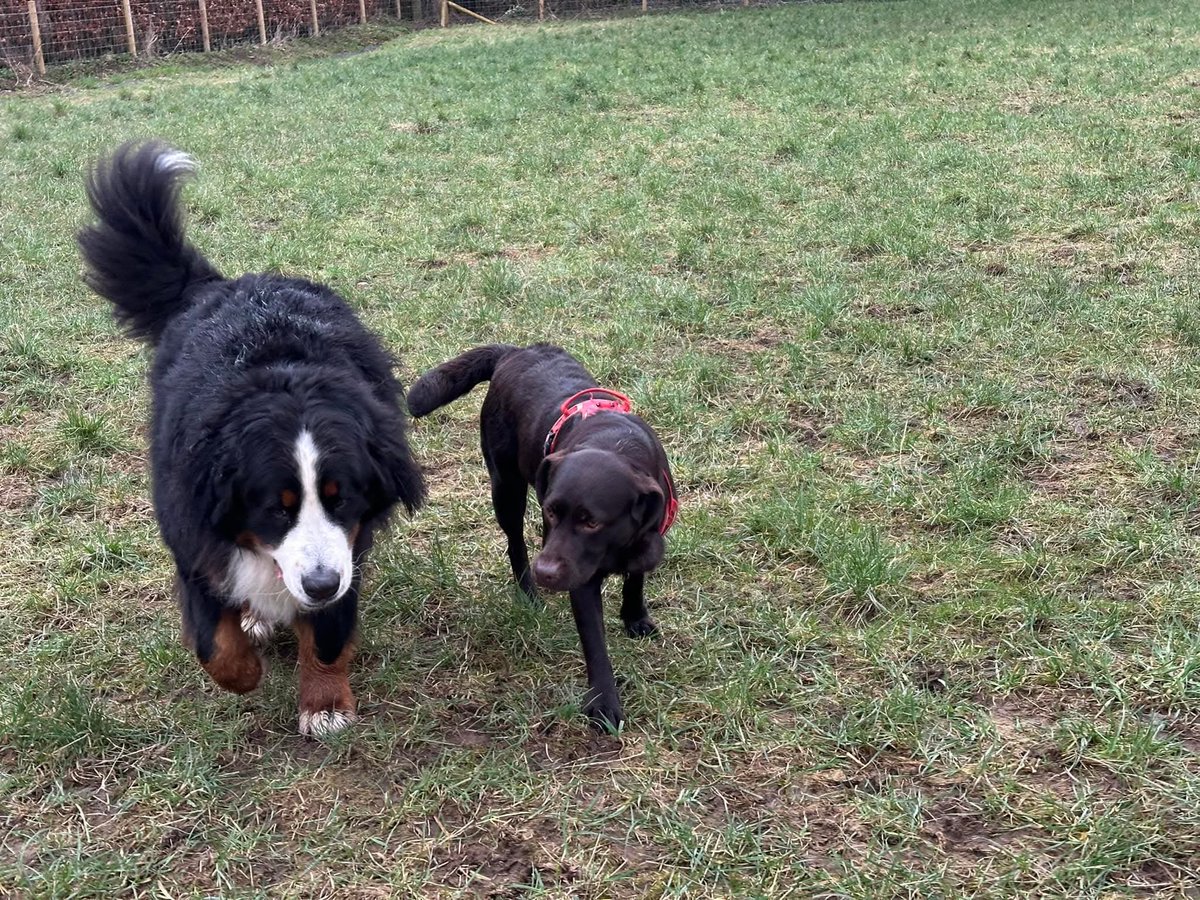 First day out with Aunty Sam playing vs now 🙈🐕💕🐕