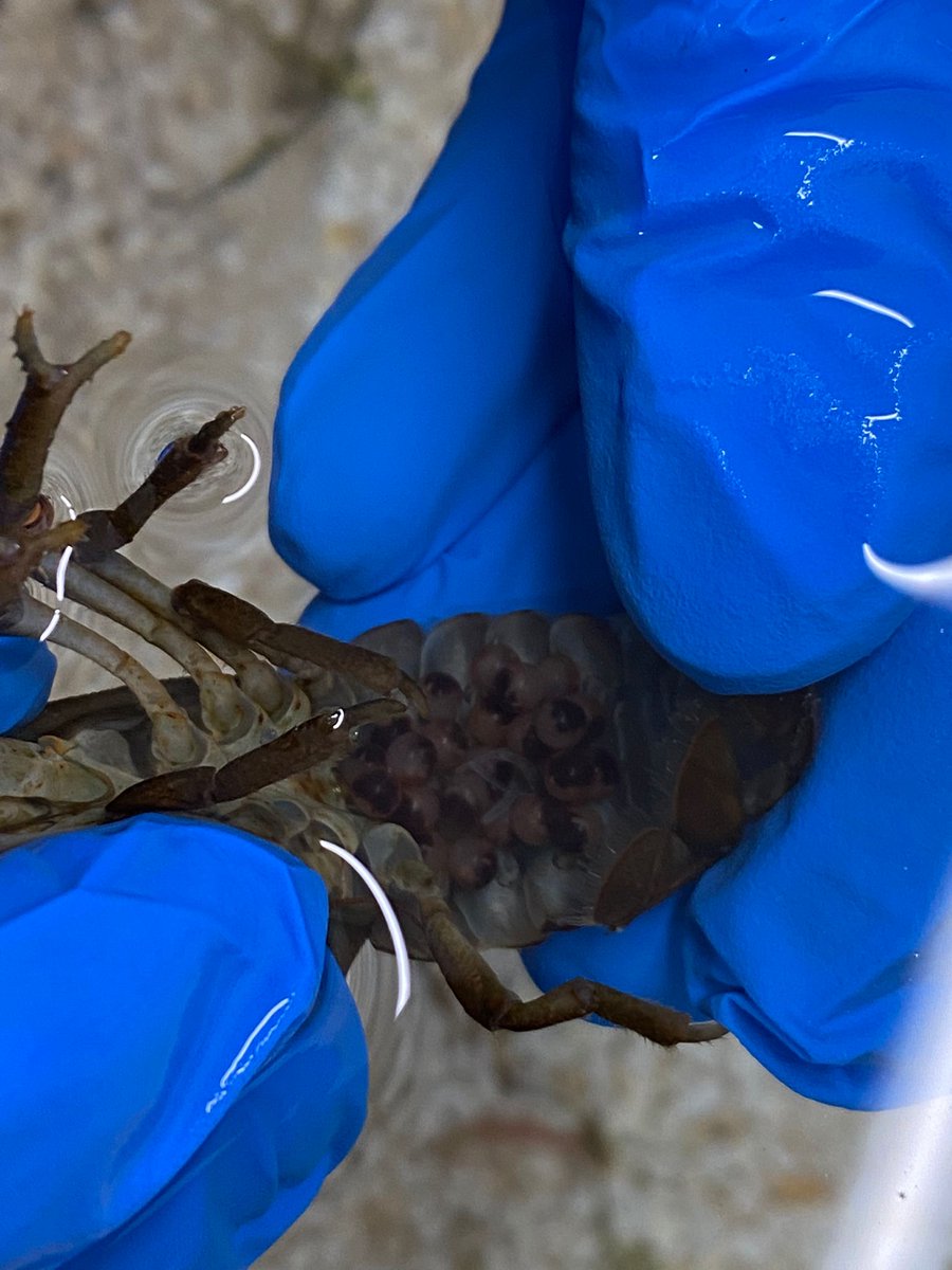 Yorkshire Crayfish Forum tweet media