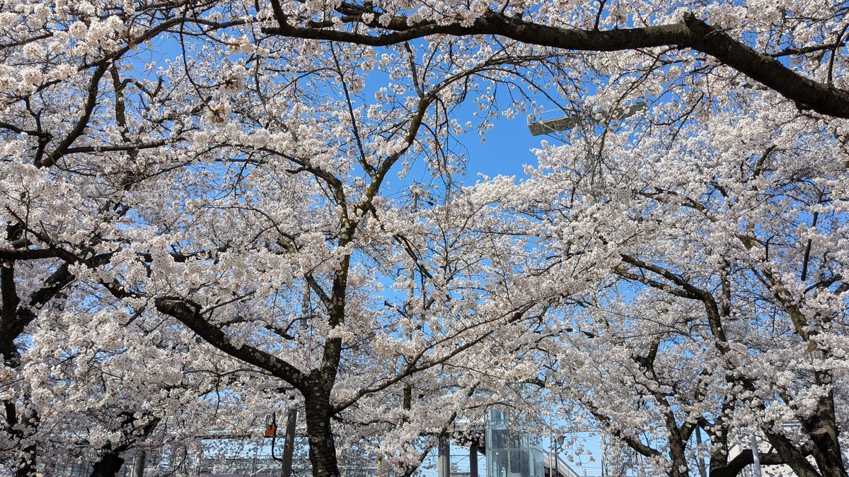 タイガ@BLUES tweet media