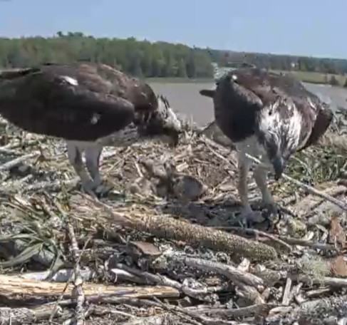 Ospreys update: The chicks have hatched! Watch them live at versantpower.com/osprey