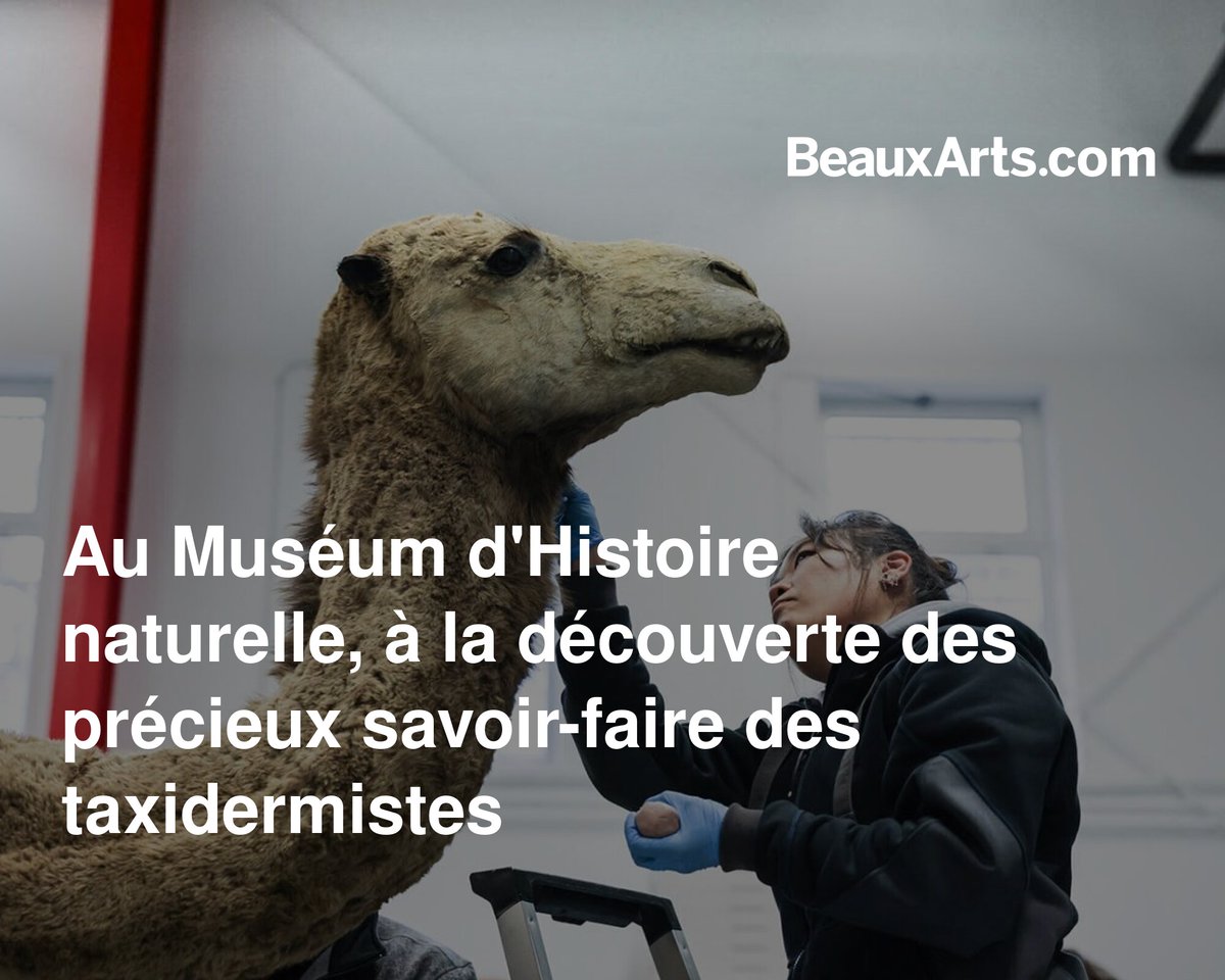 À l'occasion de la nouvelle exposition consacrée aux déserts, nous nous sommes glissés dans l'atelier des taxidermistes qui travaillent à figer dans le temps ours et dromadaire.

➡️ l.beauxarts.com/UxC