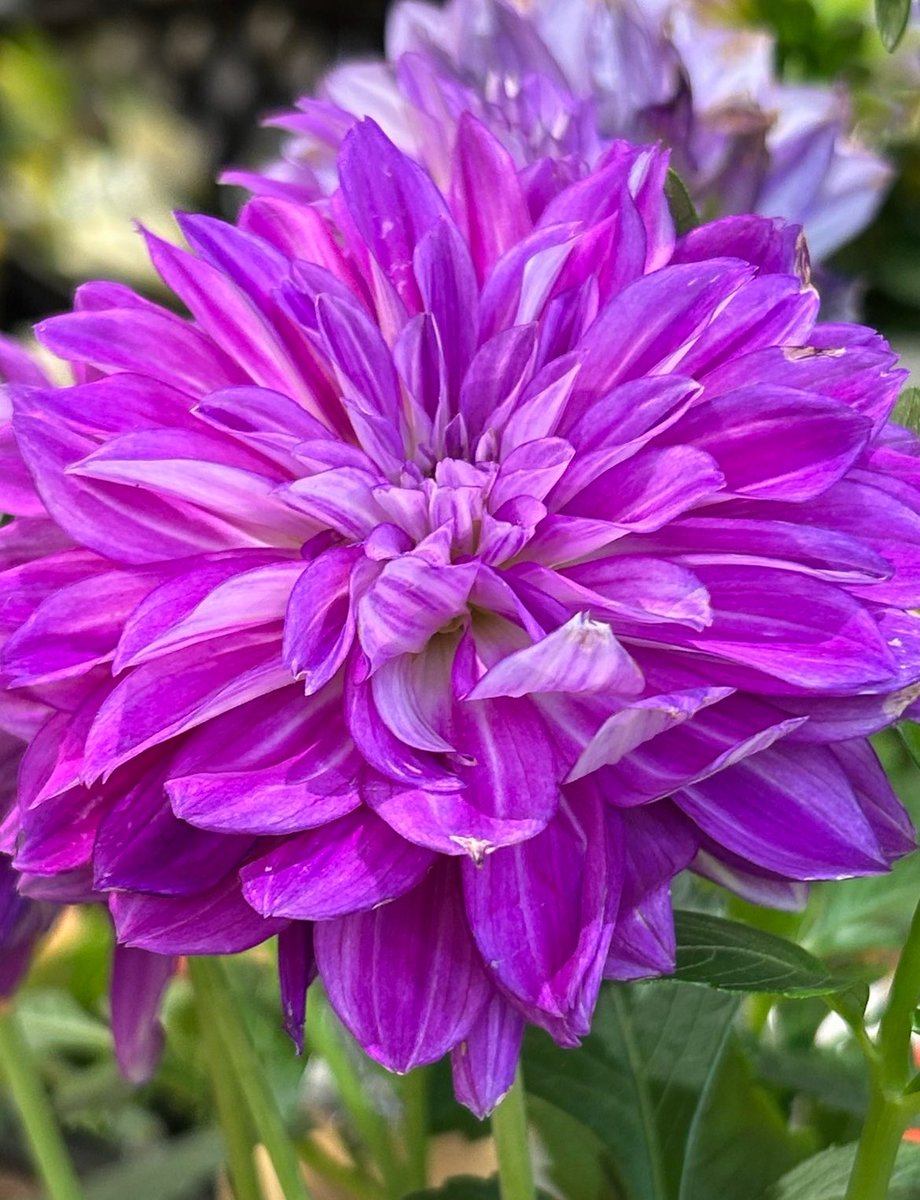 Tantan8325's tweet image. Art begins where words fall silent.
It speaks beyond speech, bringing quiet healing.
Like a deep breath clearing the noise –
This is my silent prayer.
– Tantan
〜 Creativity 〜 Dahlia
