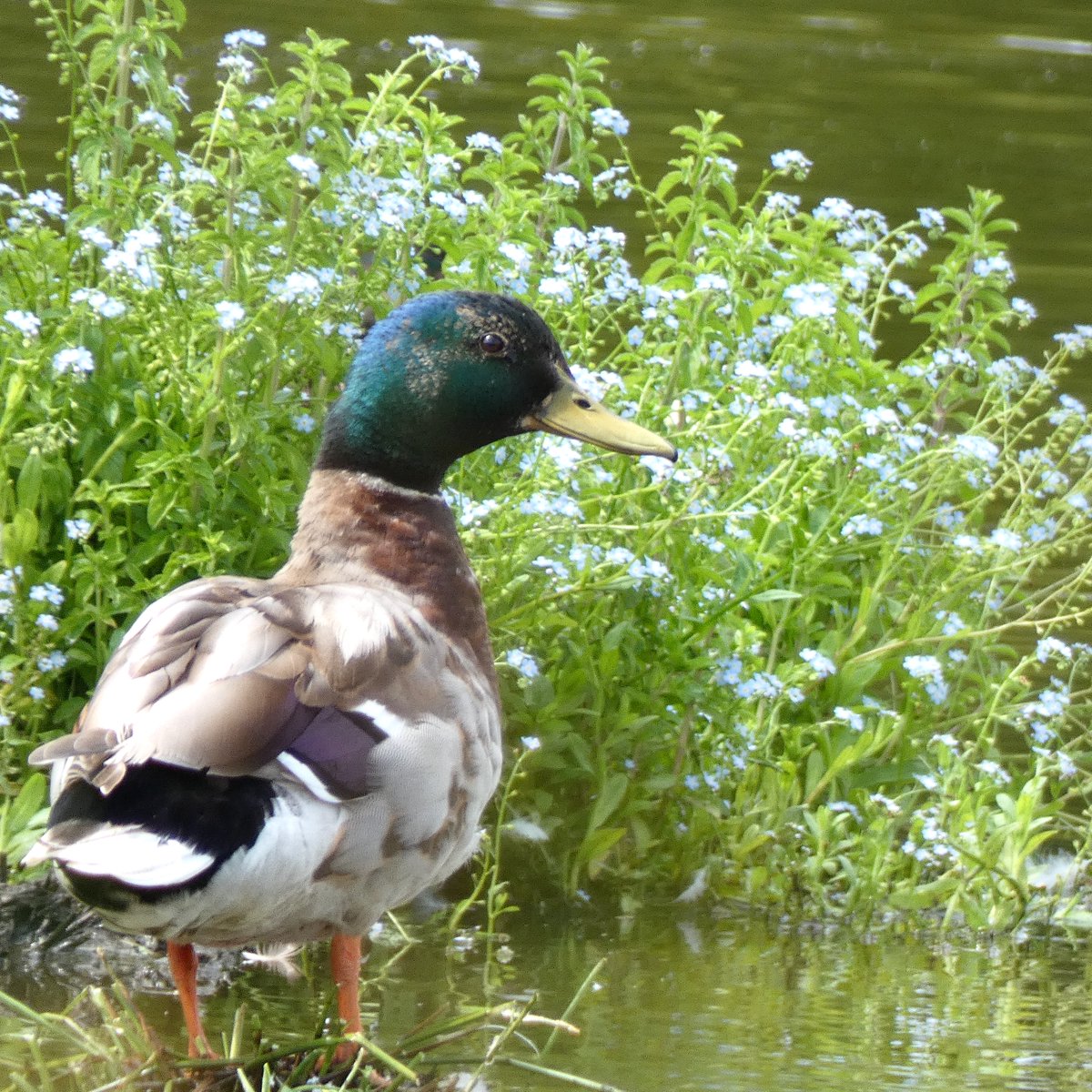 cboisseau4's tweet photo. #Together Expressive eyes #Colvert #mallard #rennes #brittany https://t.co/P9xQoXz8ZK