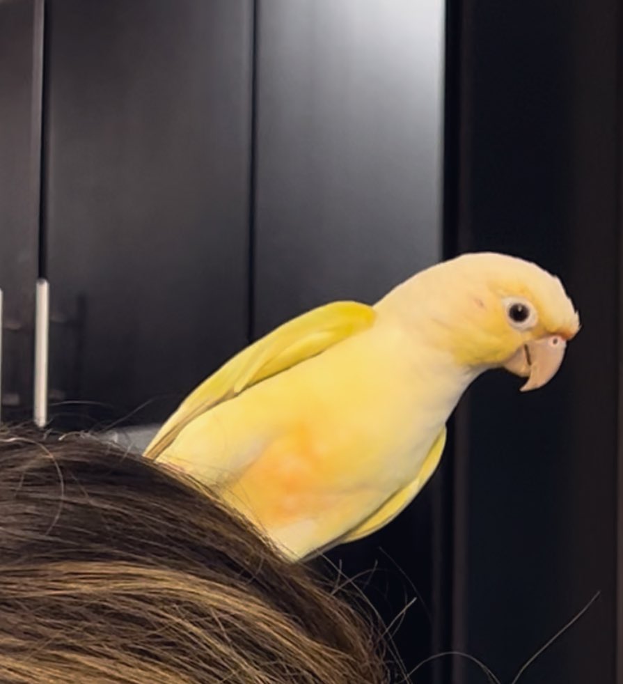 같은 앵무새 맞음