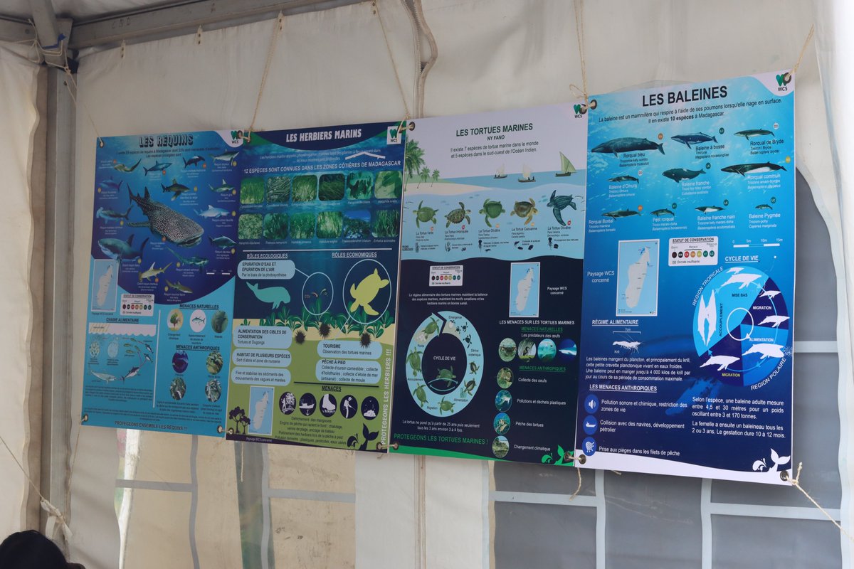 WCS_Mada's tweet image. WCS Madagascar joined the 2025 Biodiversity Fair in Mahamasina - Antananarivo to share its actions for nature, 2 days of rich exchanges for a sustainable future!
#BiodiversityFair2025 #WeStandforWildlife