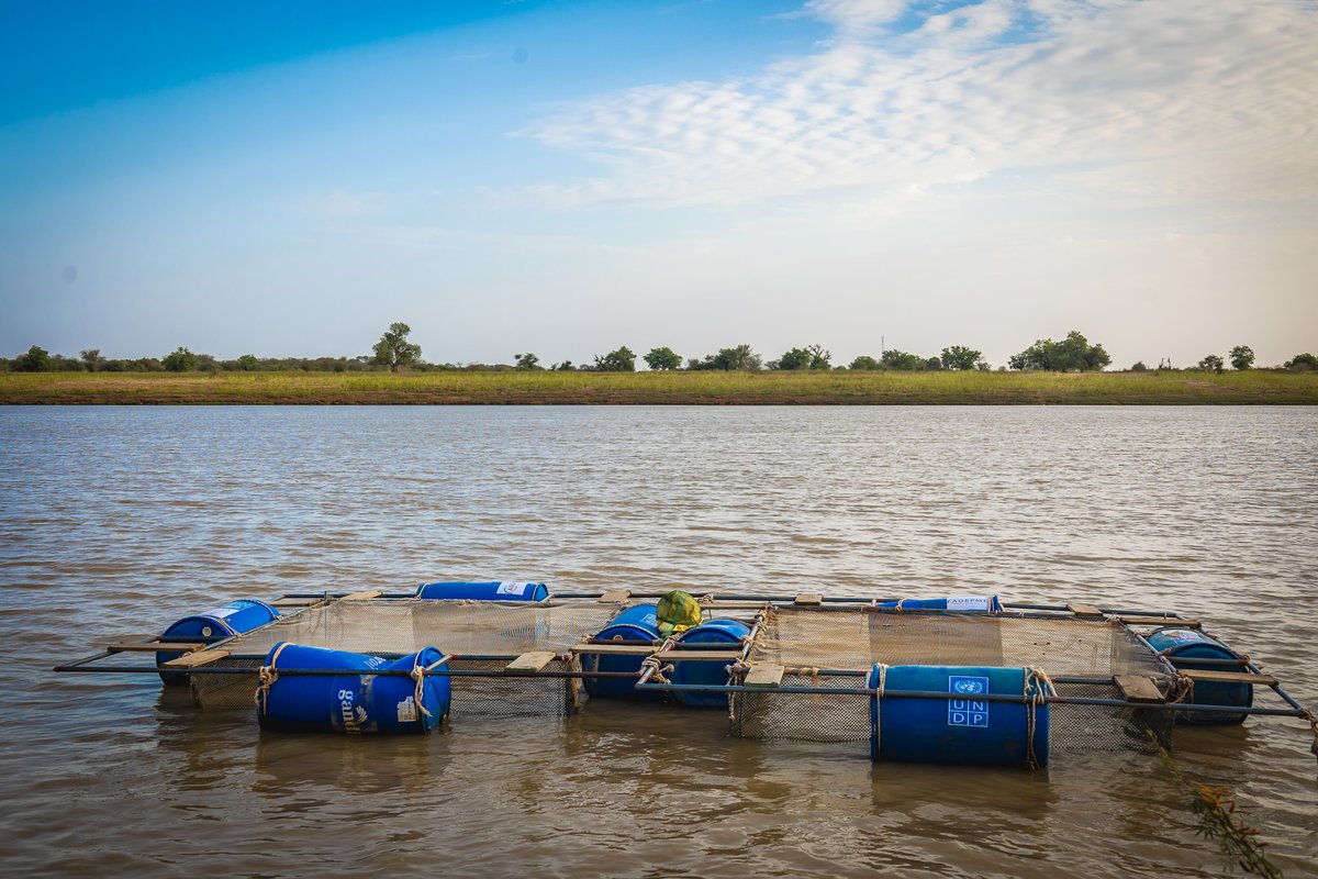 PNUDSenegal's tweet image. 🇸🇳 Abdoulaye incarne l'#innovation, l'engagement et la solidarité. Grâce au soutien du #PNUD et de l’@Adepme, il fait de la pisciculture sur case flottante qui lui assure des revenus, profite à toute sa communauté et inspire les jeunes de #Matam à suivre son exemple.

#Jeunesse