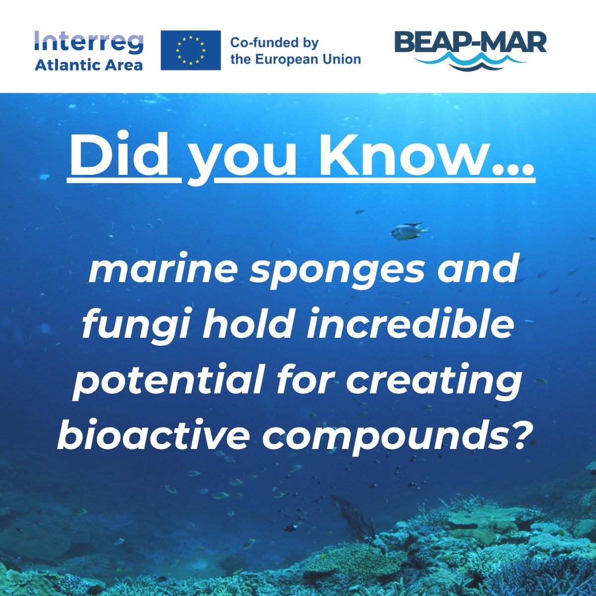 Ever heard of using marine fungi or sponges to create new medicines or products?

That’s exactly what the BEAP-MAR project is all about! We're diving into the deep blue to explore the hidden potential of lesser-known marine organisms

Discover more: beap-mar.eu
