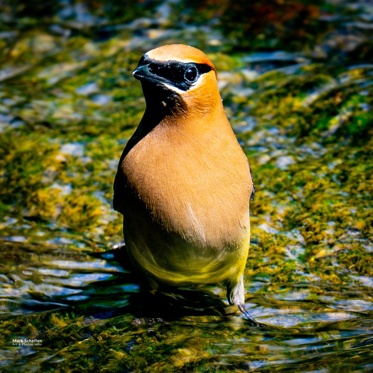 charlieschef's tweet photo. Cedar Waxwing taking bath in Pool area, Central Park, NYC. https://t.co/IlAnL7KyJF #birdphotography #echowatch #wildlifeplanet #nycbirdalliance #wildlifephotography #naturephotography #birdlovers #wildlifephotographer #birdwatching #birds #wildlifeconservation #birdcpp #waxwings https://t.co/u3nJWDwSQq