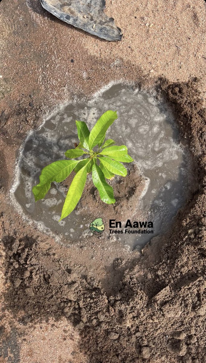 EnaawaFdn's tweet image. Today we planted hope. 🌱
In honor of #WorldDesertificationDay, our team was on the ground restoring degraded land, we stepped up, hands in the soil, hearts in the mission. Drought and land degradation affect us all and restoring land is a shared responsibility.
#ActOnDrought