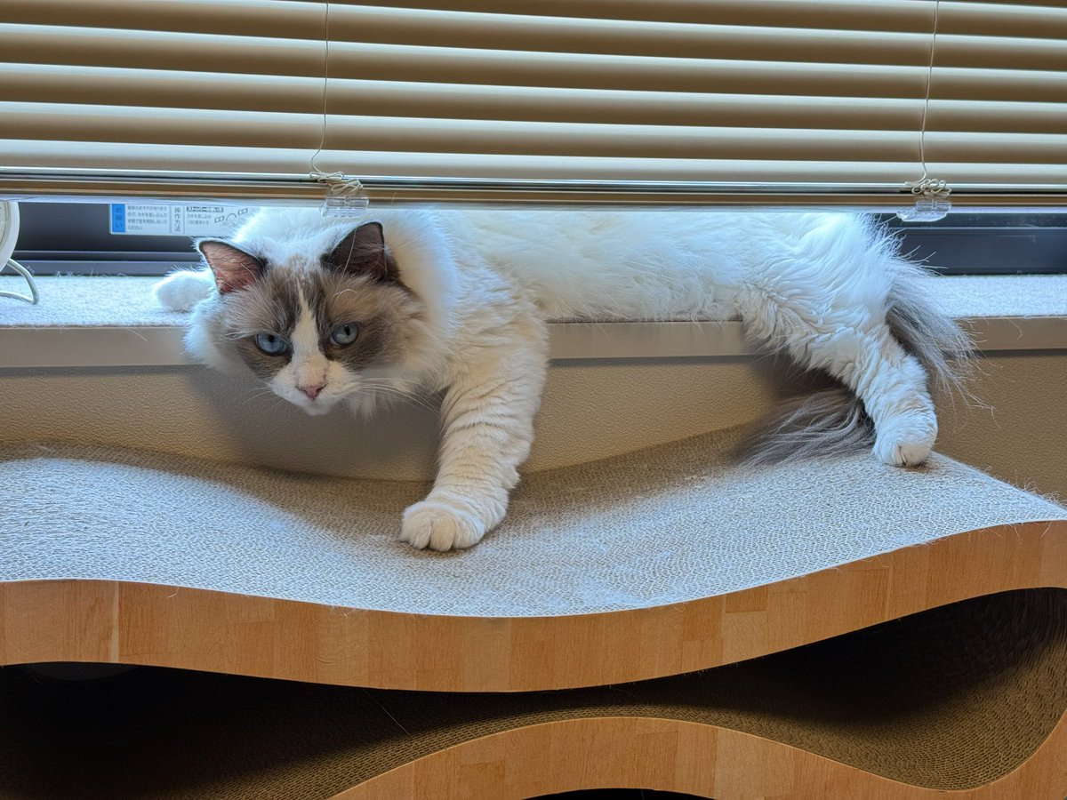 ragdoll0504's tweet image. ？？？
