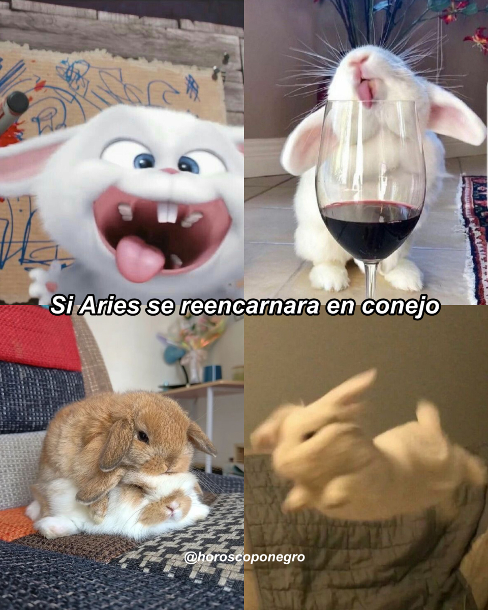 El conejo intenso 😂