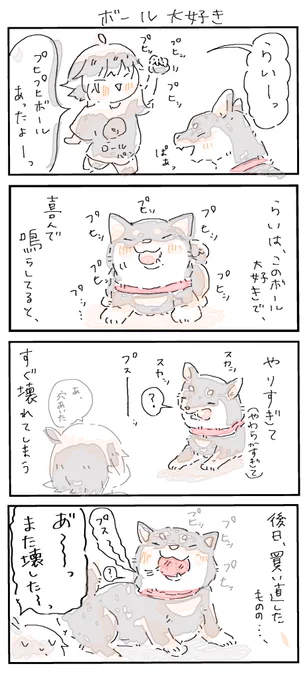 #4コマ漫画 #柴犬
ボール大好き 