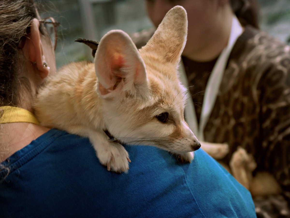 PEKHTography's tweet image. Desert survival manual: Step 1 - Grow giant ears. Step 2 - Become too cute to survive in wild. Step 3 - Profit! 🦊💰 #DesertLogic 
#fennec #fox #desert #ears #cute #exotic #pet #wildlife #animal #adorable #small #mammal