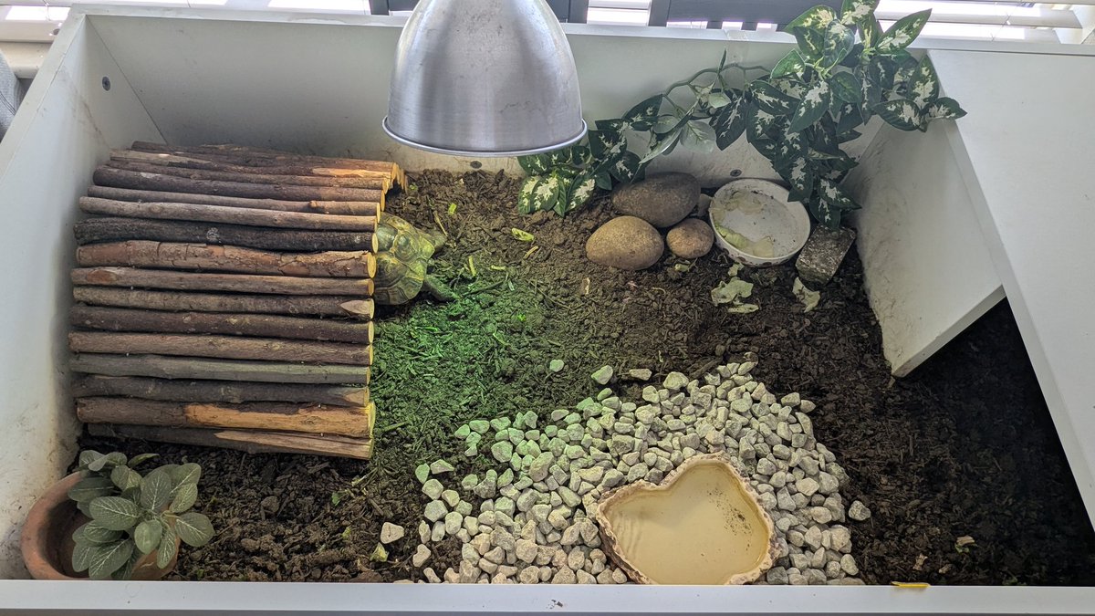 scpscorp's tweet photo. ADHD redid my tortoises enclosure last night https://t.co/yJEiZ5GsZs