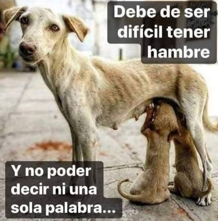 Fundacion Proteja (@fundacionprote2) on Twitter photo 