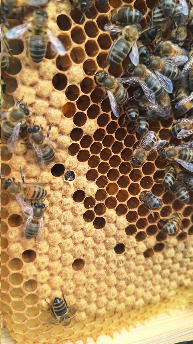scots2travel (@scots2travel) on Twitter photo BEEKEEPING EXPERIENCE, nr AVIEMORE
🍯
After getting into cool beekeeping kit at the Rowan Tree Country Hotel, head for the apiary, ask questions, see the hives, then experience a honey tasting session🍯 with tea & cake!
Press trip <a href="/VisitCairngrms/">VisitCairngorms.com</a> #beeskeeping #VisitCairngorms BEEKEEPING EXPERIENCE, nr AVIEMORE
🍯
After getting into cool beekeeping kit at the Rowan Tree Country Hotel, head for the apiary, ask questions, see the hives, then experience a honey tasting session🍯 with tea & cake!
Press trip <a href="/VisitCairngrms/">VisitCairngorms.com</a> #beeskeeping #VisitCairngorms
