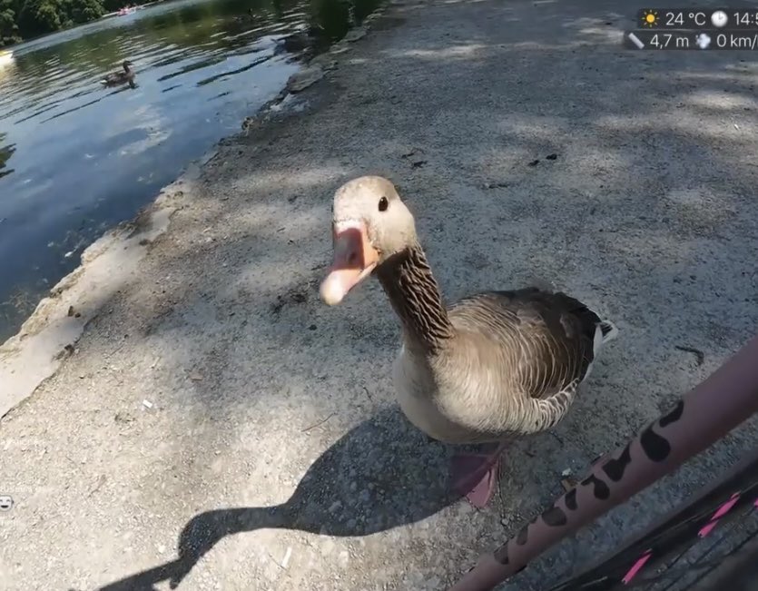 Jasmin (@minuself) on Twitter photo IRL so gefährlich! Dieser bro wollte einfach mein Geld und Chat meinte das ist <a href="/xTheSolutionTV/">xTheSolution</a> checke gar nichts 🫠 IRL so gefährlich! Dieser bro wollte einfach mein Geld und Chat meinte das ist <a href="/xTheSolutionTV/">xTheSolution</a> checke gar nichts 🫠