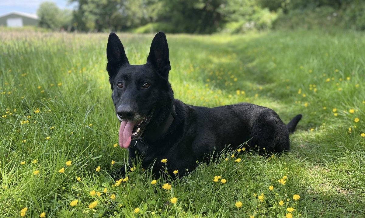 Tongue out Tuesday…. 👅 👅 🐾