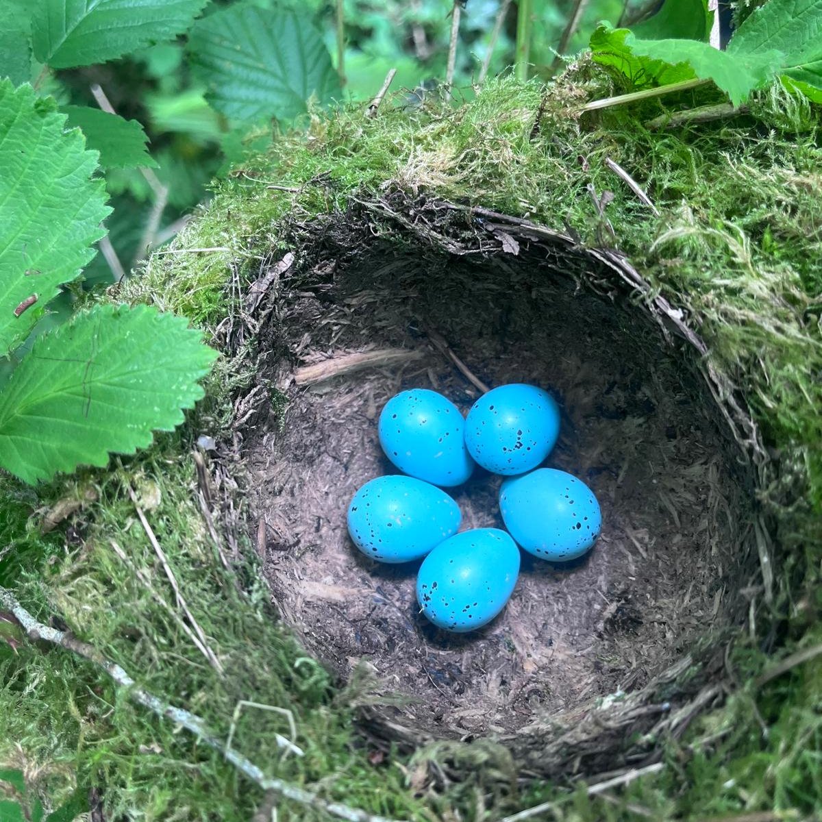 Just look at these vibrant blue #eggs, lightly speckled with small dark brown spots. They belong to a #SongThrush, and the female constructs this neat cup-shaped nest lined with mud.

These were spotted by Ranger Luke when he was out checking the nest boxes at #LydfordGorge