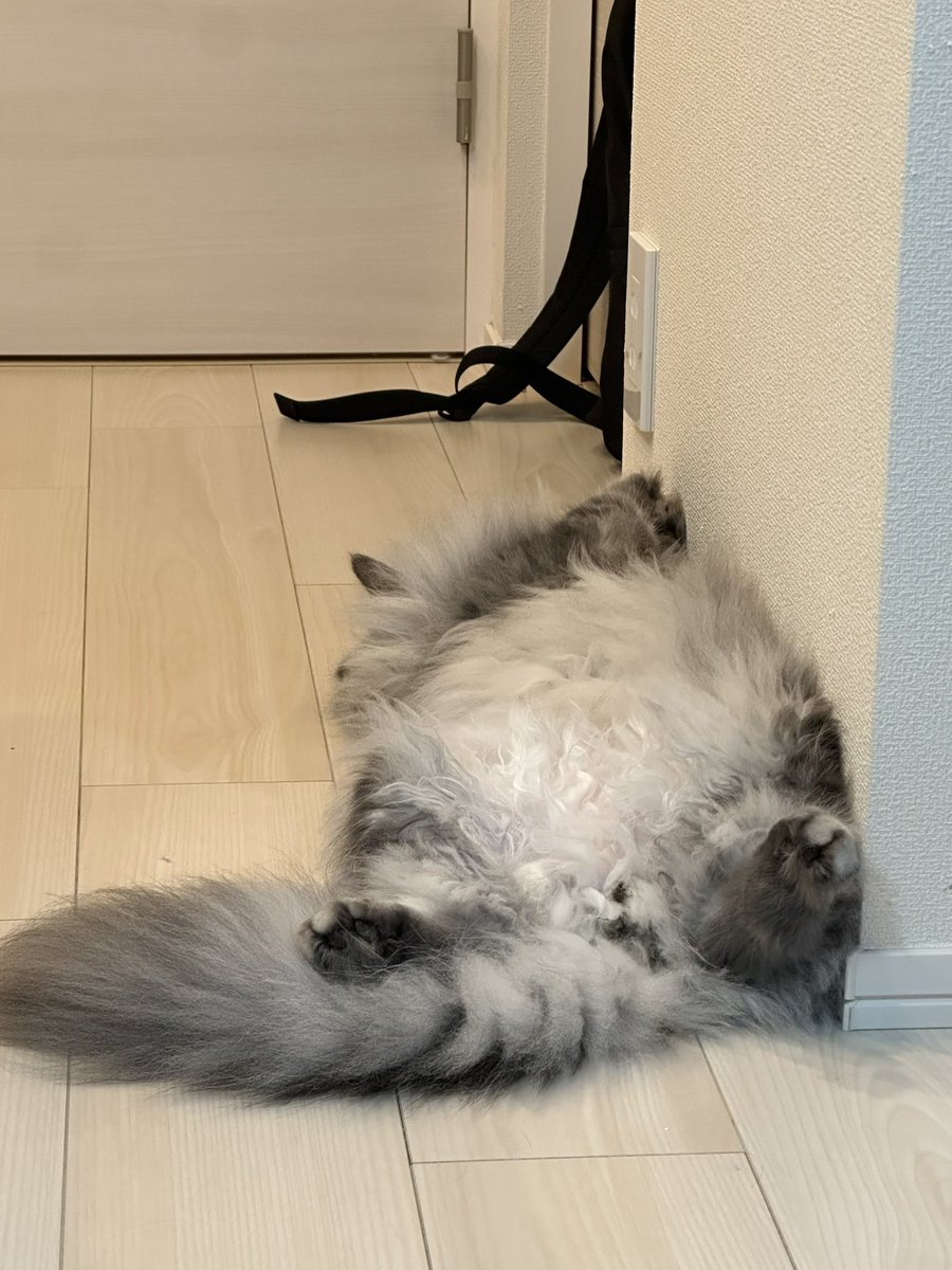 Pyumao_'s tweet photo. あいつは本当に猫なのか？🐈

#猫のいる暮らし https://t.co/fgrwKXOGQn