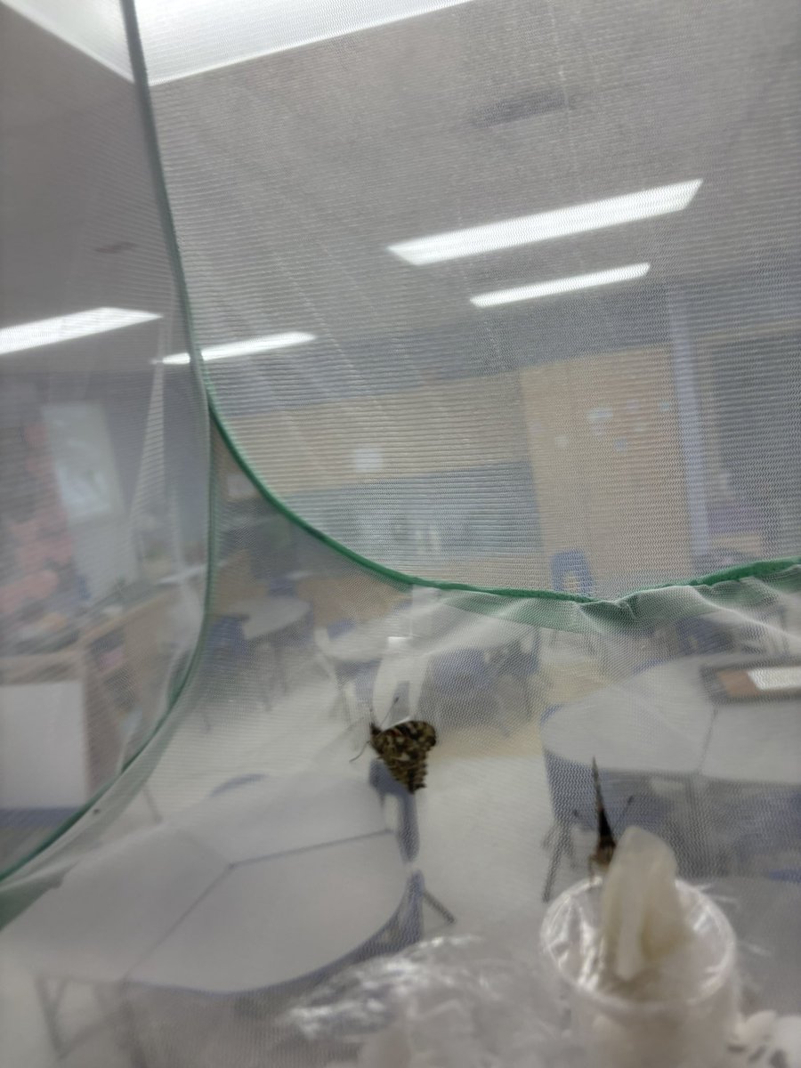 Mrs.Aspelund (@mrsaspelund) on Twitter photo From tiny caterpillars to beautiful butterflies! Our kinders are bursting with excitement watching the magic happen! 🐛🦋✨<a href="/StRitaOCSB/">St. Rita School</a> From tiny caterpillars to beautiful butterflies! Our kinders are bursting with excitement watching the magic happen! 🐛🦋✨<a href="/StRitaOCSB/">St. Rita School</a>
