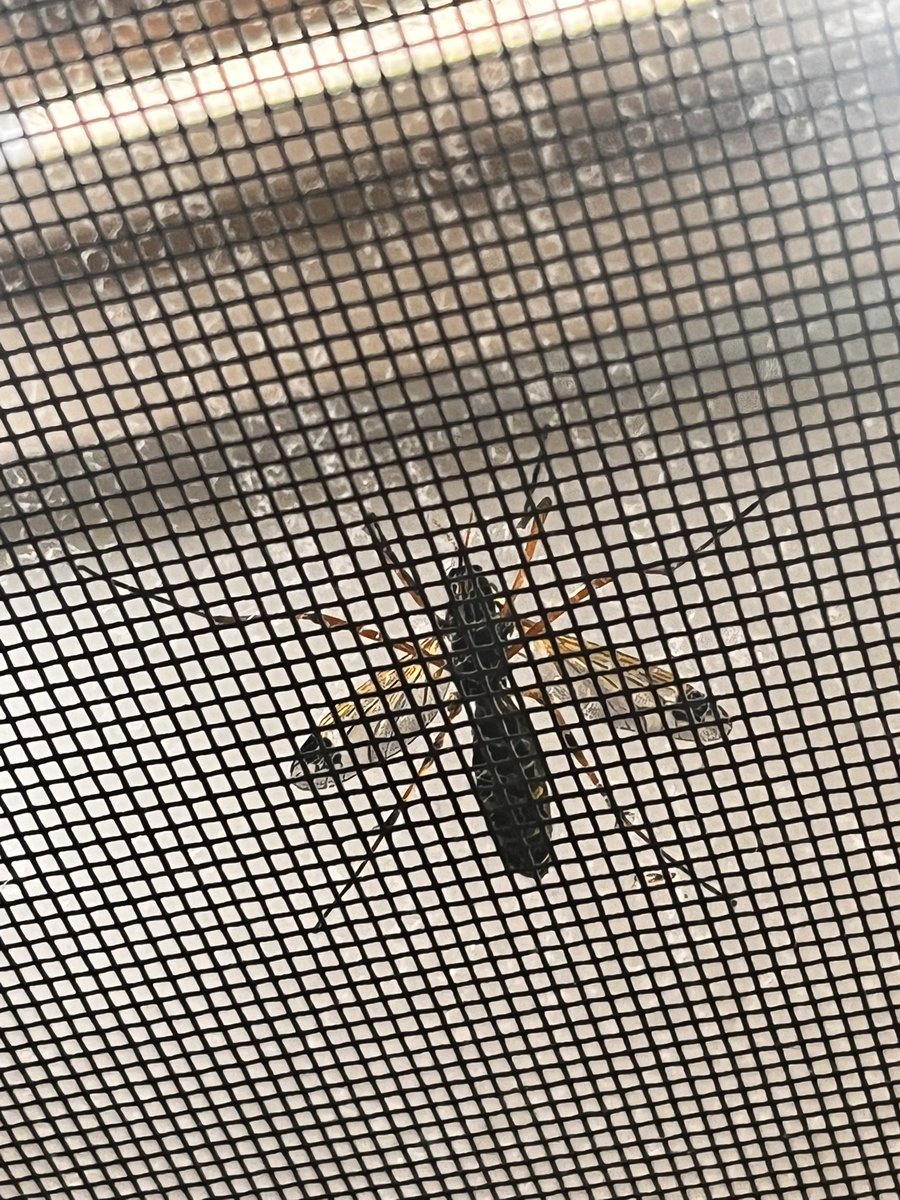 TomateCrevette's tweet photo. @Entomobiel help! https://t.co/z1asKBVhNU