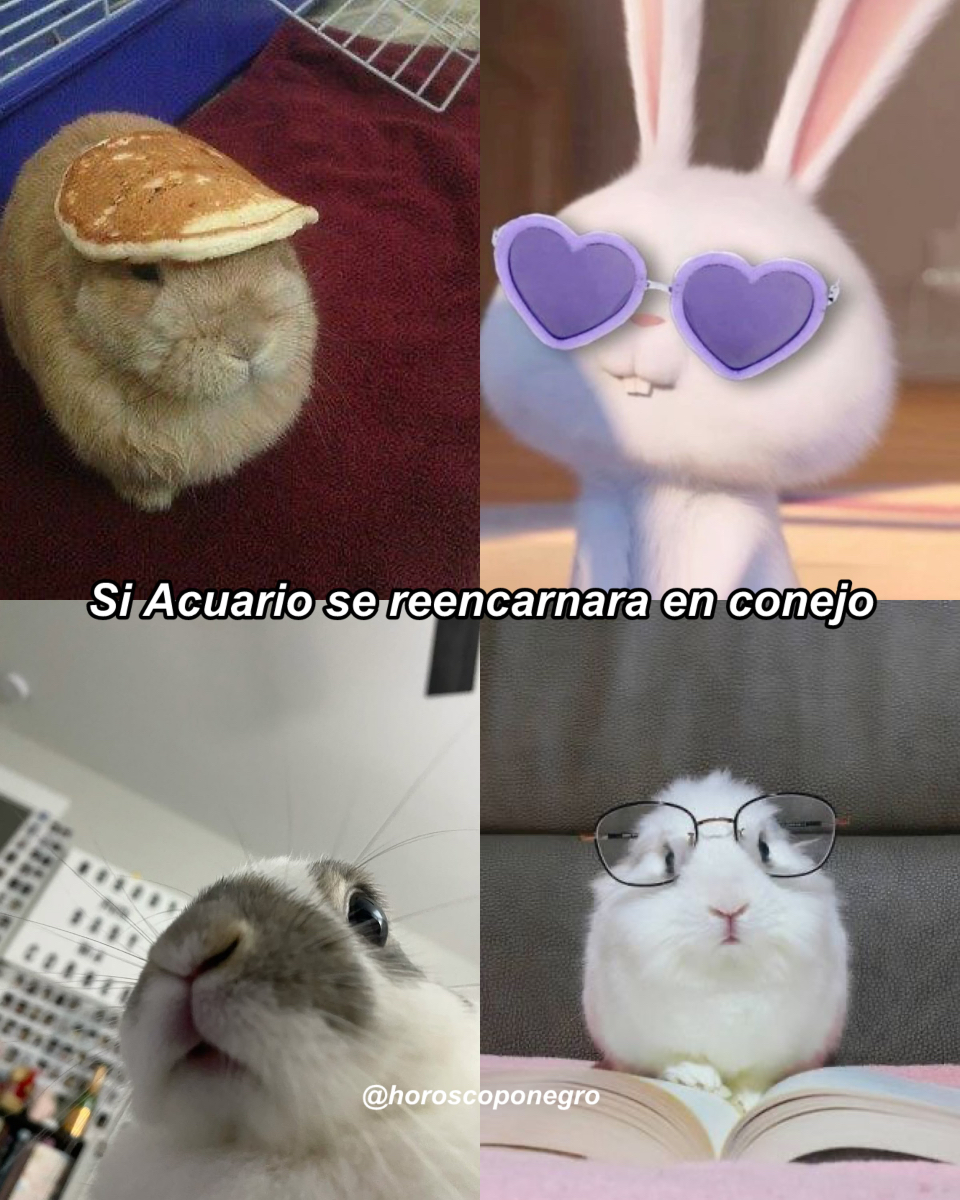 El conejo estrella 😂