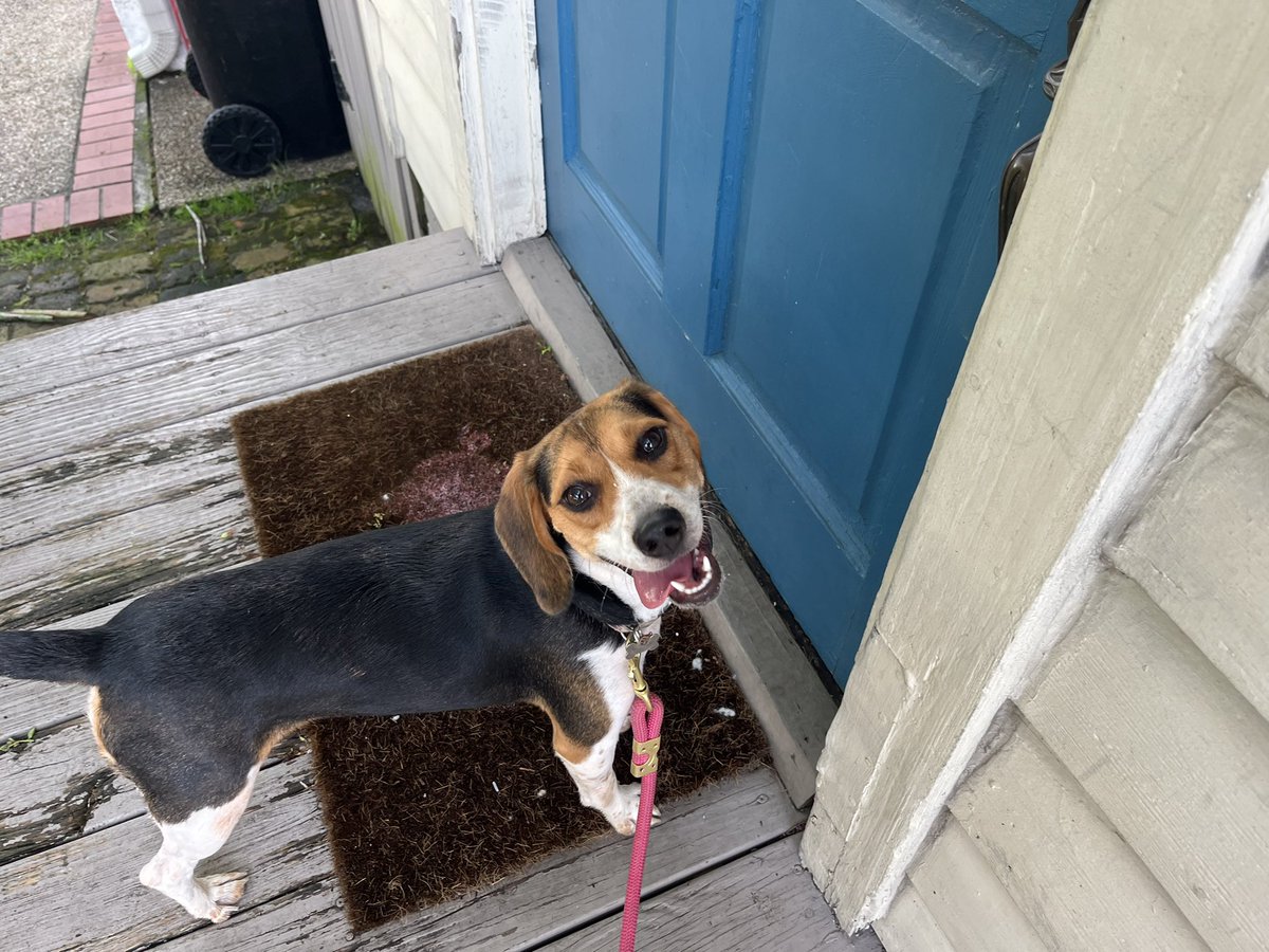 cherynrobles's tweet photo. Tounge out Tuesday after the dog park. https://t.co/gYekhg9T63
