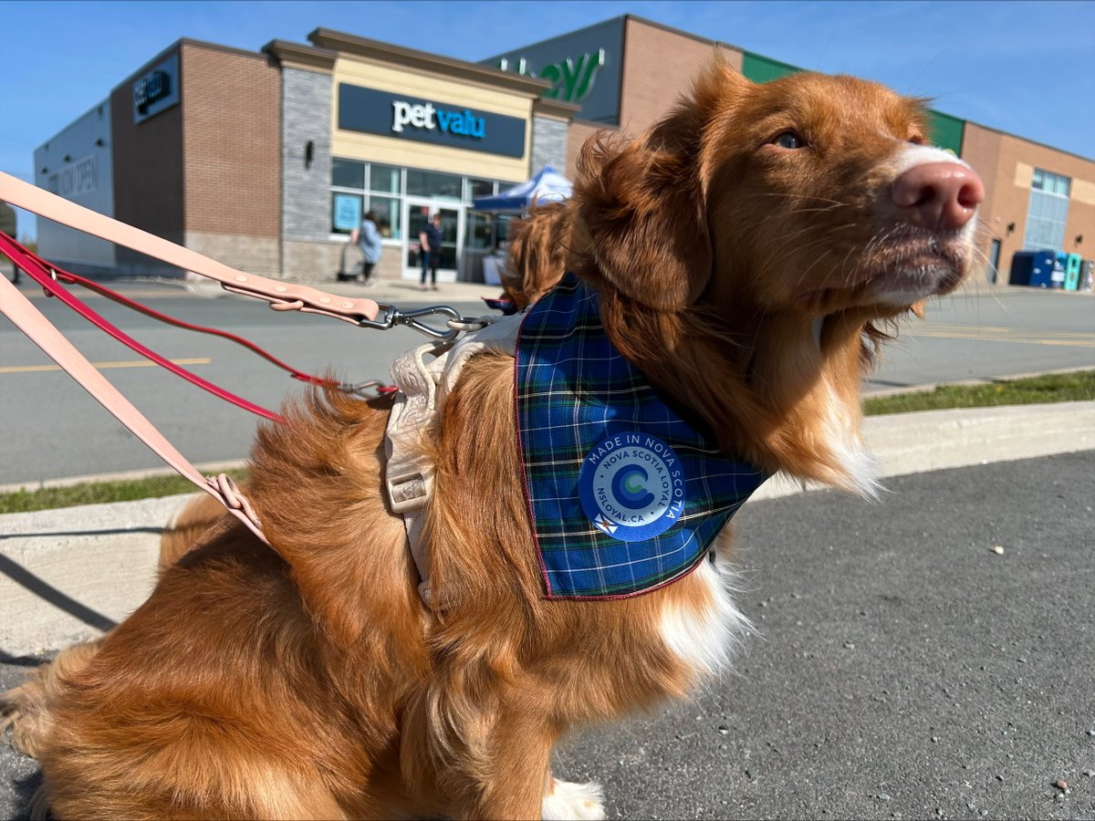 More Pet Product Businesses Join Nova Scotia Loyal news.novascotia.ca/en/2025/06/17/…