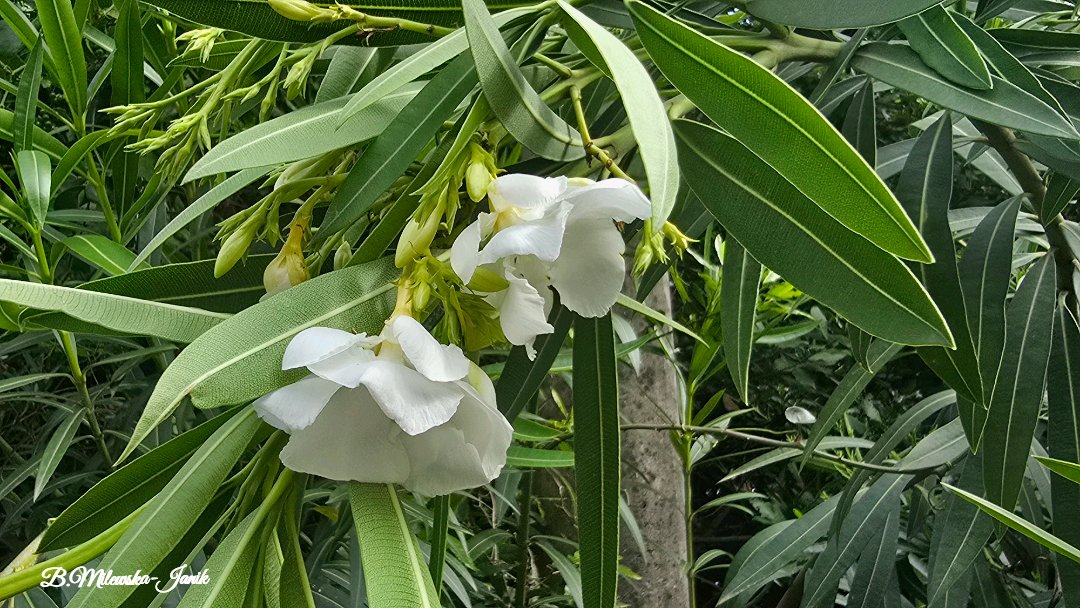 Basia Janik tweet media