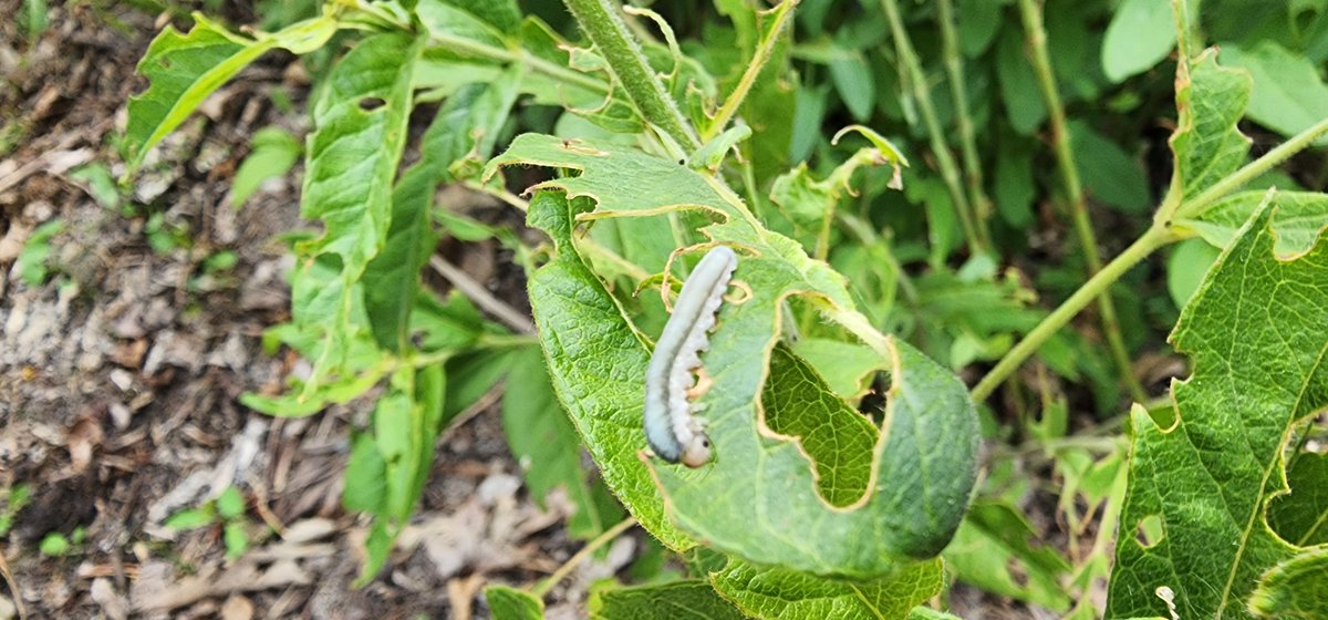 Sawflies are out doing sawfly things. They can quickly do moderate damage to landscape plants to monitor and treat as needed. #NebExt