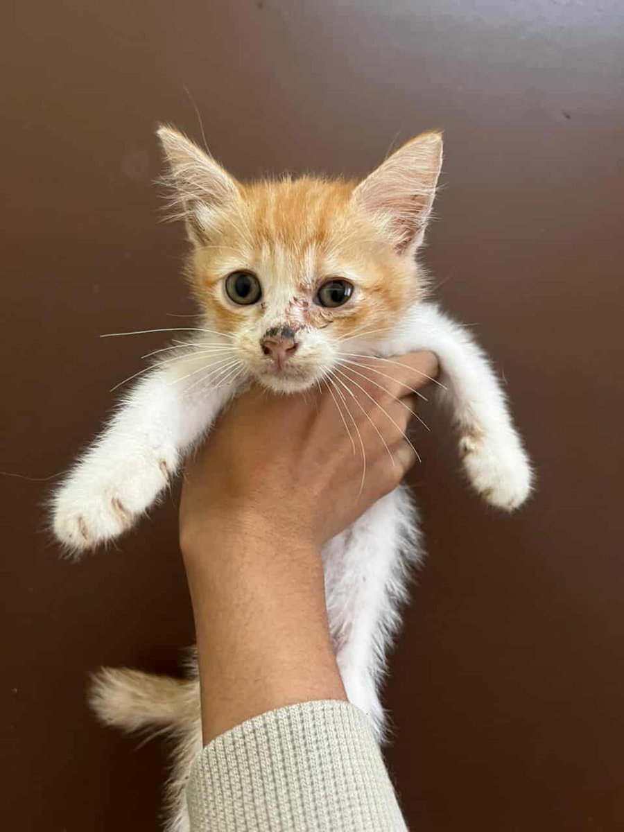 📌 SEMENYIH 

Ibu anak 3 for adoption.. owner terpaksa rehome fmly ni sbb komitmen.. dh xmampu nk jaga diorg sbb selain bekerja,owner juga jaga ayah yg sakit.. kesian fmly ni terabai kurang perhatian dr owner.. 

01151409178