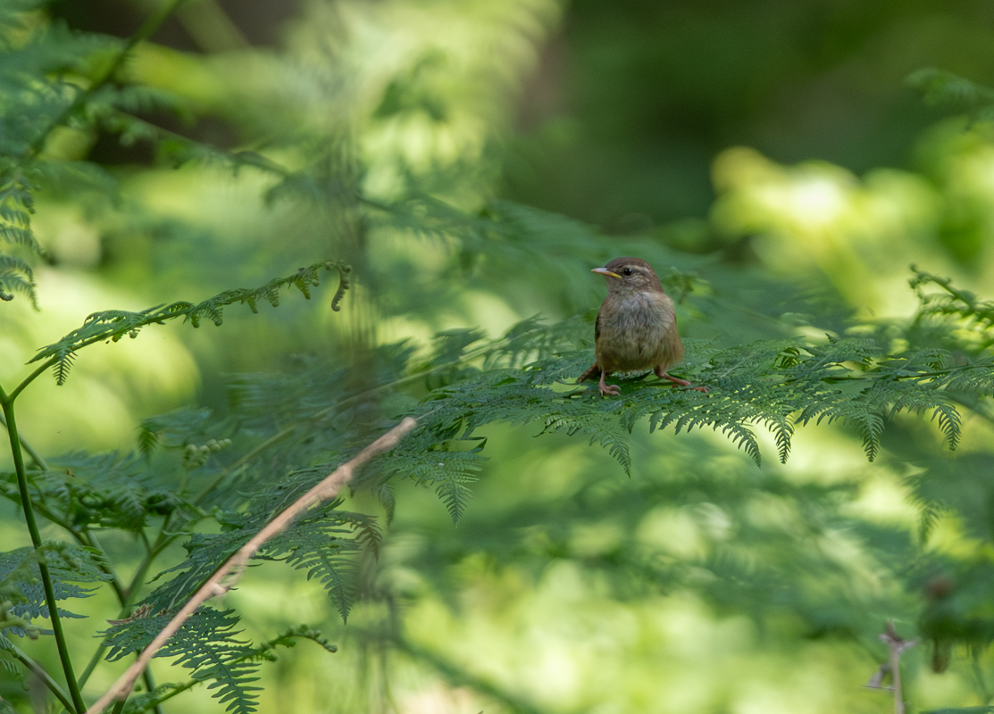 June is the time for young birds and there's plenty to see around. 😃

Our Spotted Flycatchers have reared two chicks, now successfully fledged.

All photos by Rob Gilmore.