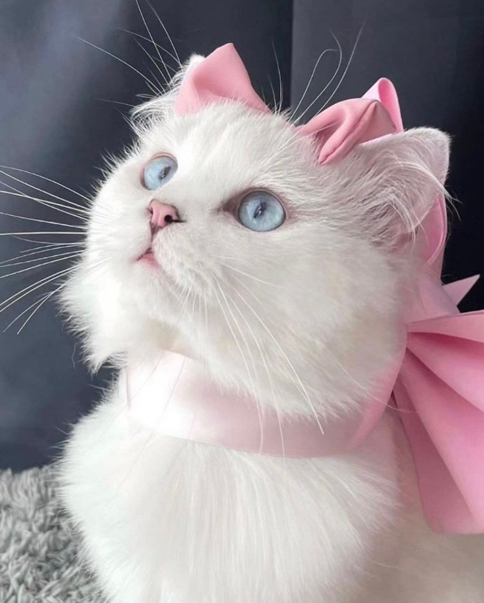 adorabledaiIy's tweet image. 
