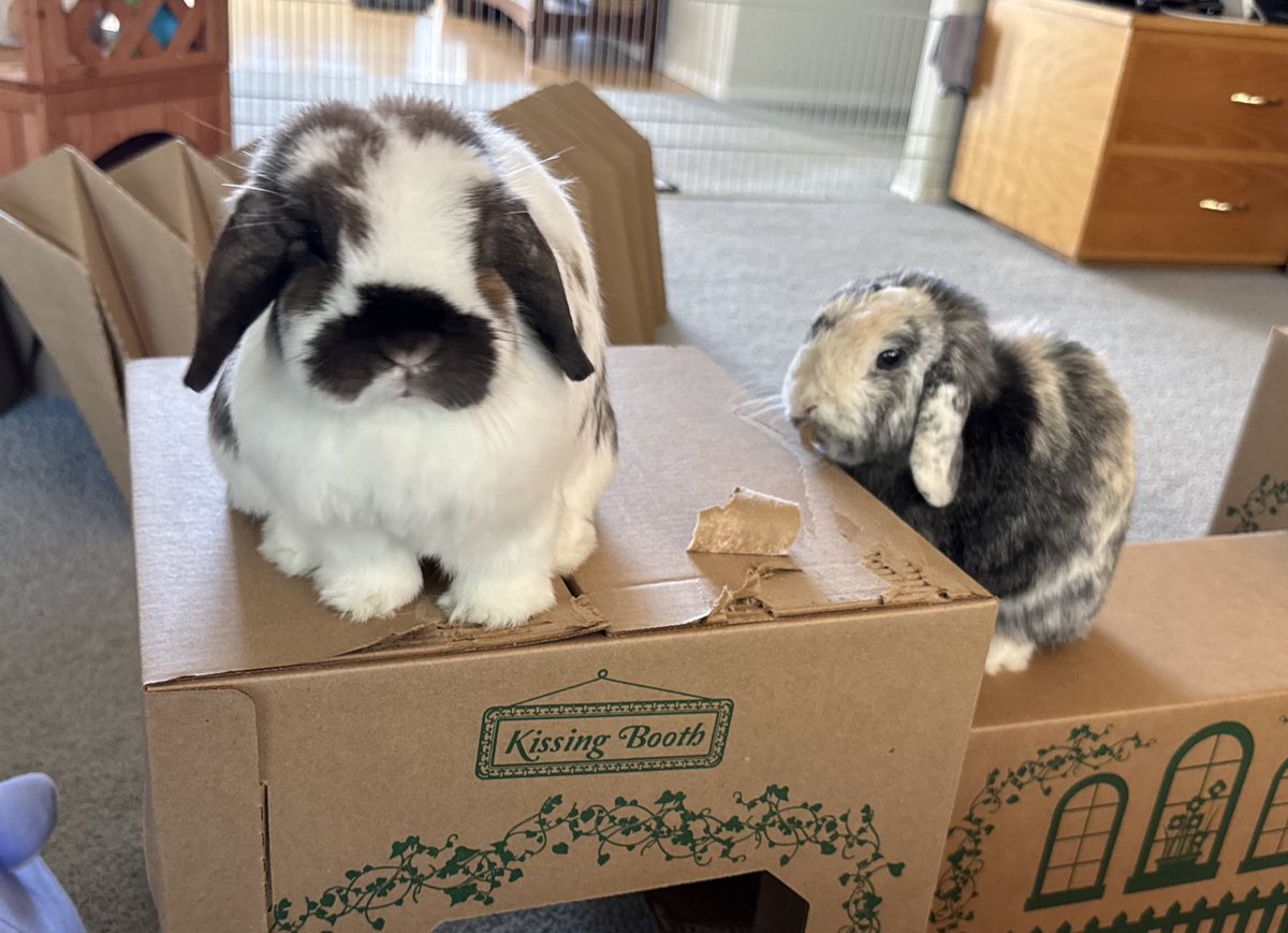 puff: look at me! i’m the queen 👸 
s’mores: ough… i hink cardboard 📦